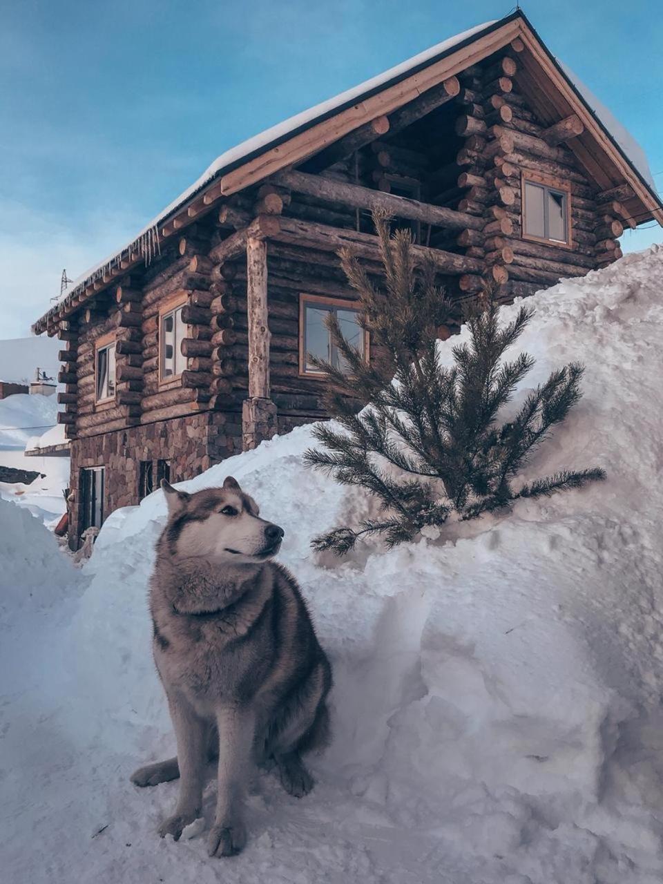 Mountain Cricket Chalets And Apartments Гудаурі Екстер'єр фото